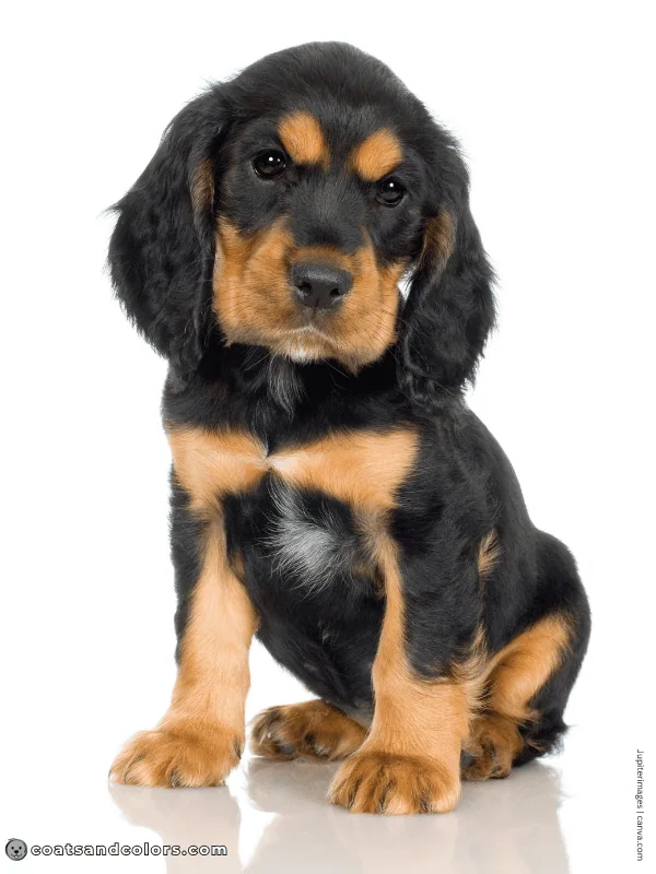 coatsandcolors.com black and tan markings size 2