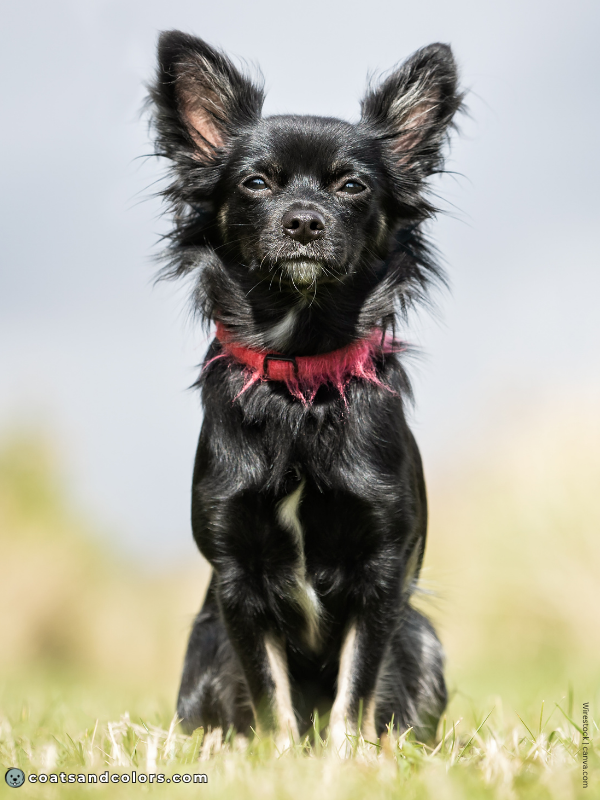 coatsandcolors.com black and tan tan point mask