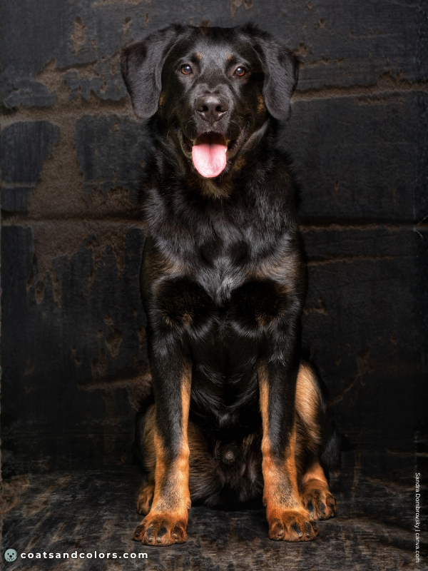 coatsandcolors.com black and tan black mask 2