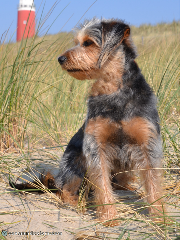 coatsandcolors.com black and tan graying
