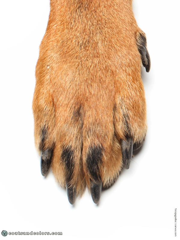 coatsandcolors.com black and tan pencil toes