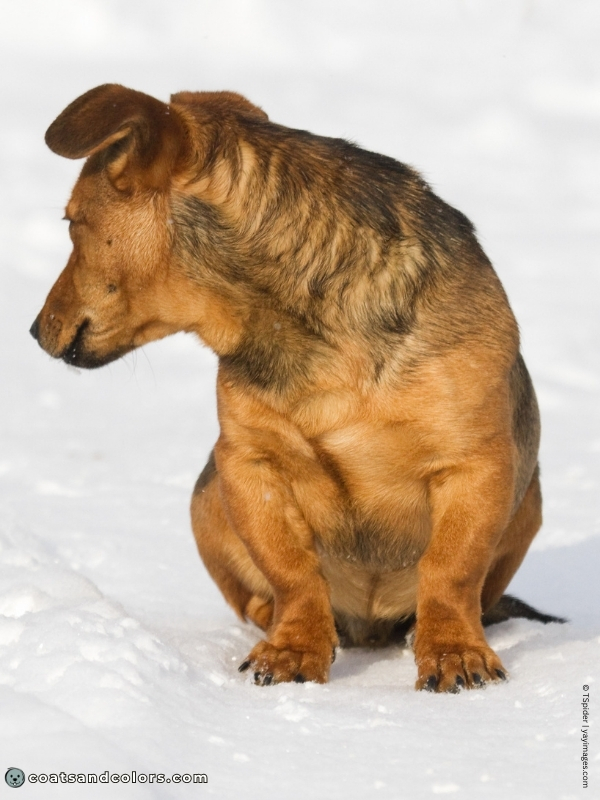 coatsandcolors.com black fawn chest sabling