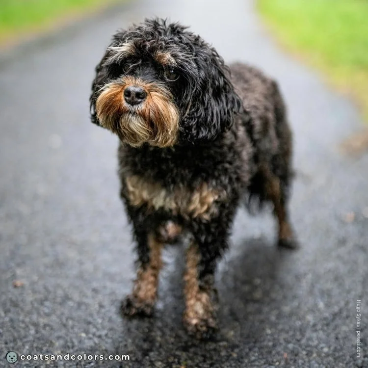 coatsandcolors.com black tan point mix curly