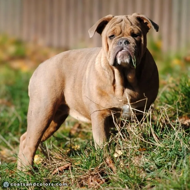coatsandcolors.com blue fawn blue mask Bulldog