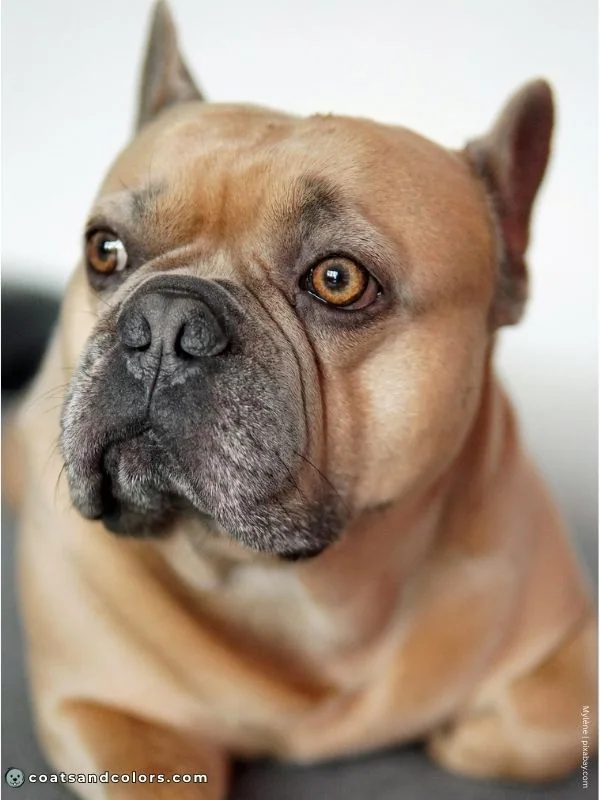 coatsandcolors.com blue fawn blue mask French Bulldog
