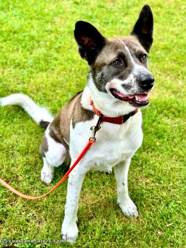 coatsandcolors.com blue seal face