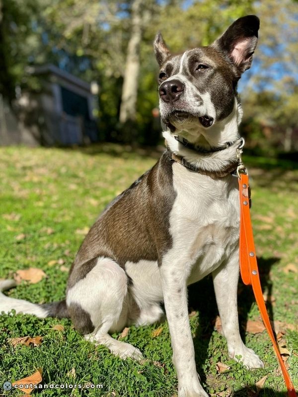 coatsandcolors.com blue seal white markings