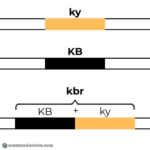 coatsandcolors.com brindle genetics duplication K locus