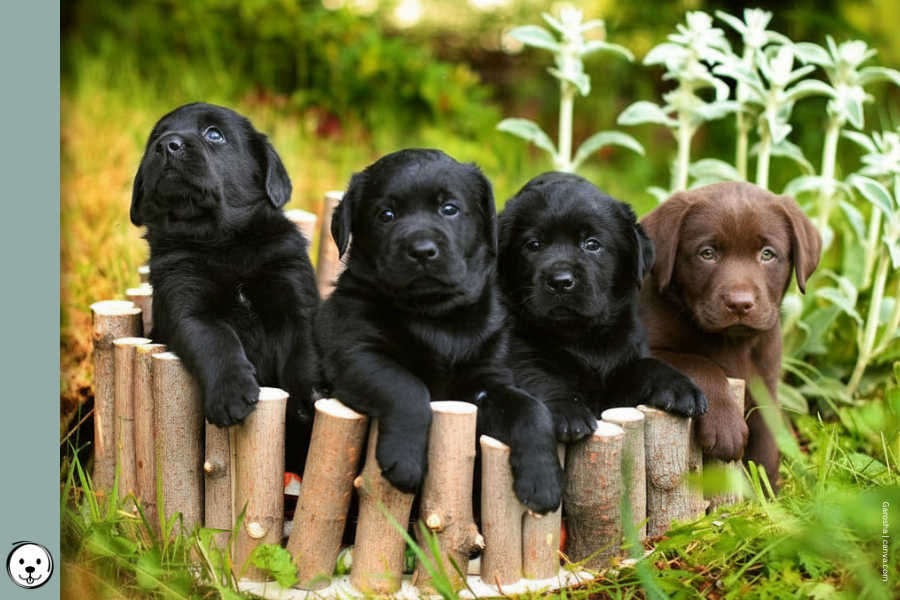 coatsandcolors.com case study breeding Labradors 900x600 1