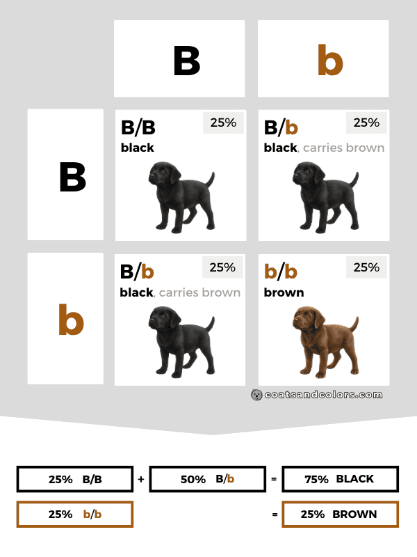 coatsandcolors.com case study breeding Labradors B locus Punnett Square