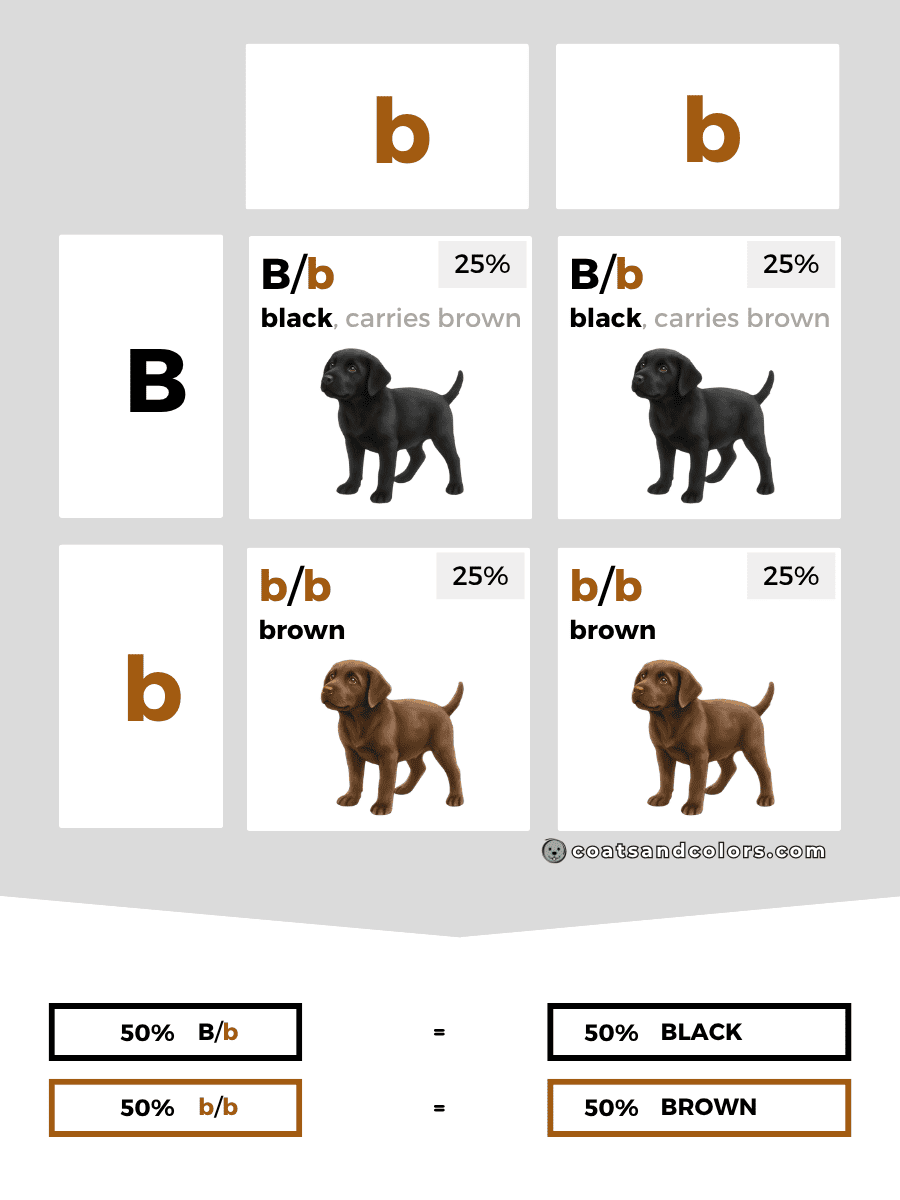 coatsandcolors.com case study breeding Labradors B locus combinations carrier recessive 2