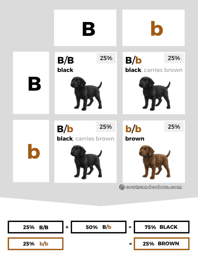 coatsandcolors.com case study breeding Labradors B locus combinations carriers