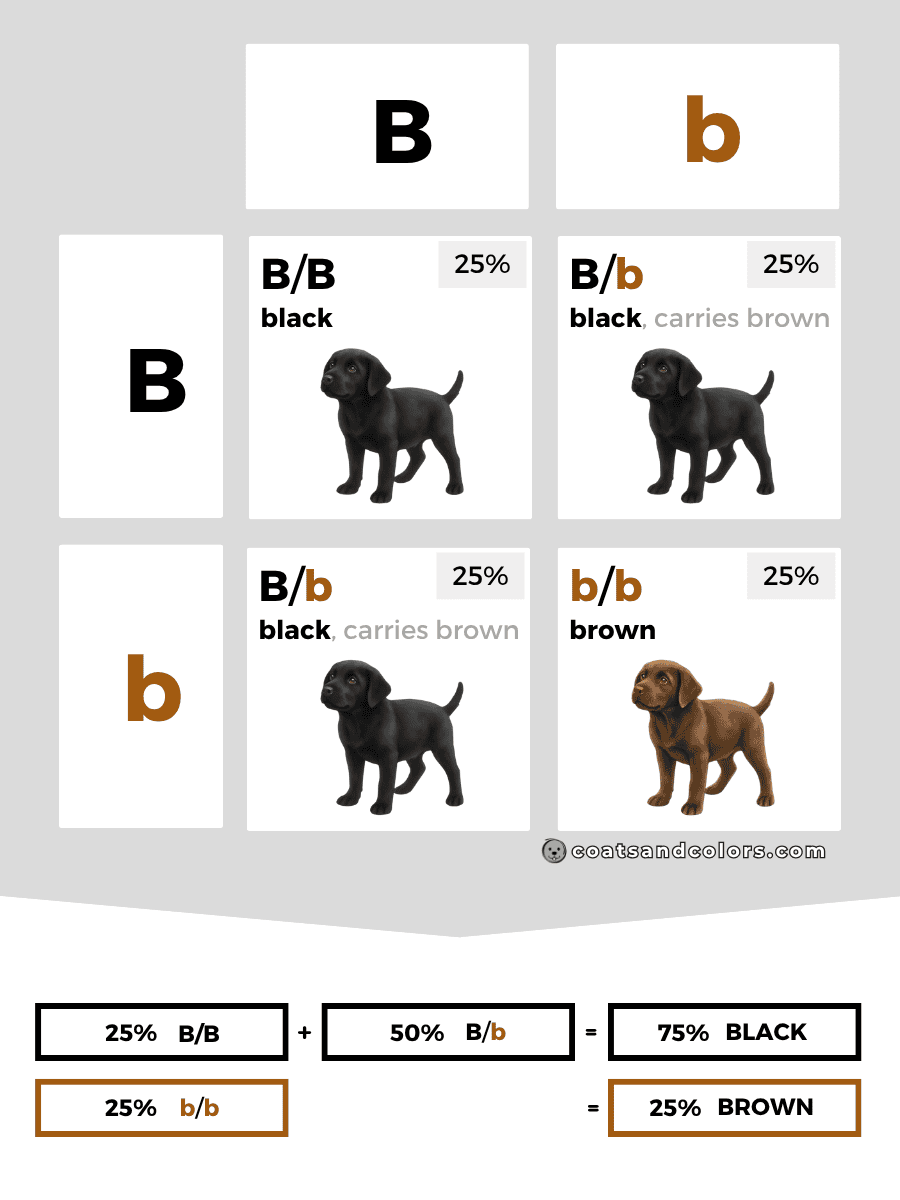 coatsandcolors.com case study breeding Labradors B locus combinations carriers