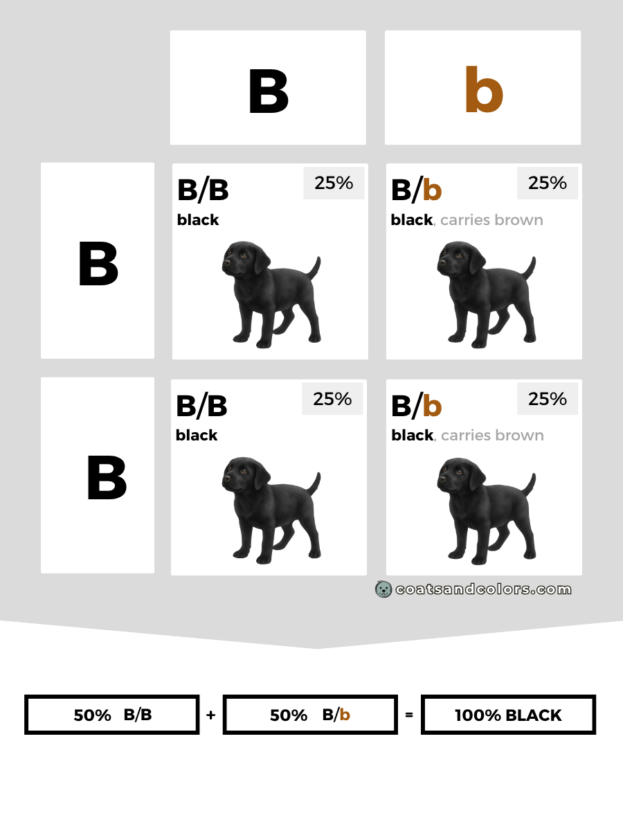 coatsandcolors.com case study breeding Labradors B locus combinations dom carrier
