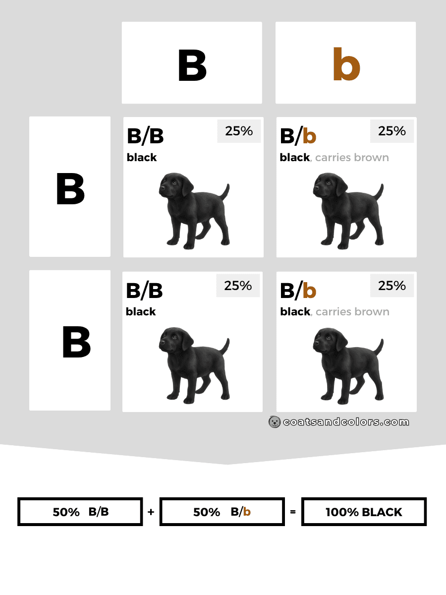 coatsandcolors.com case study breeding Labradors B locus combinations dom carrier