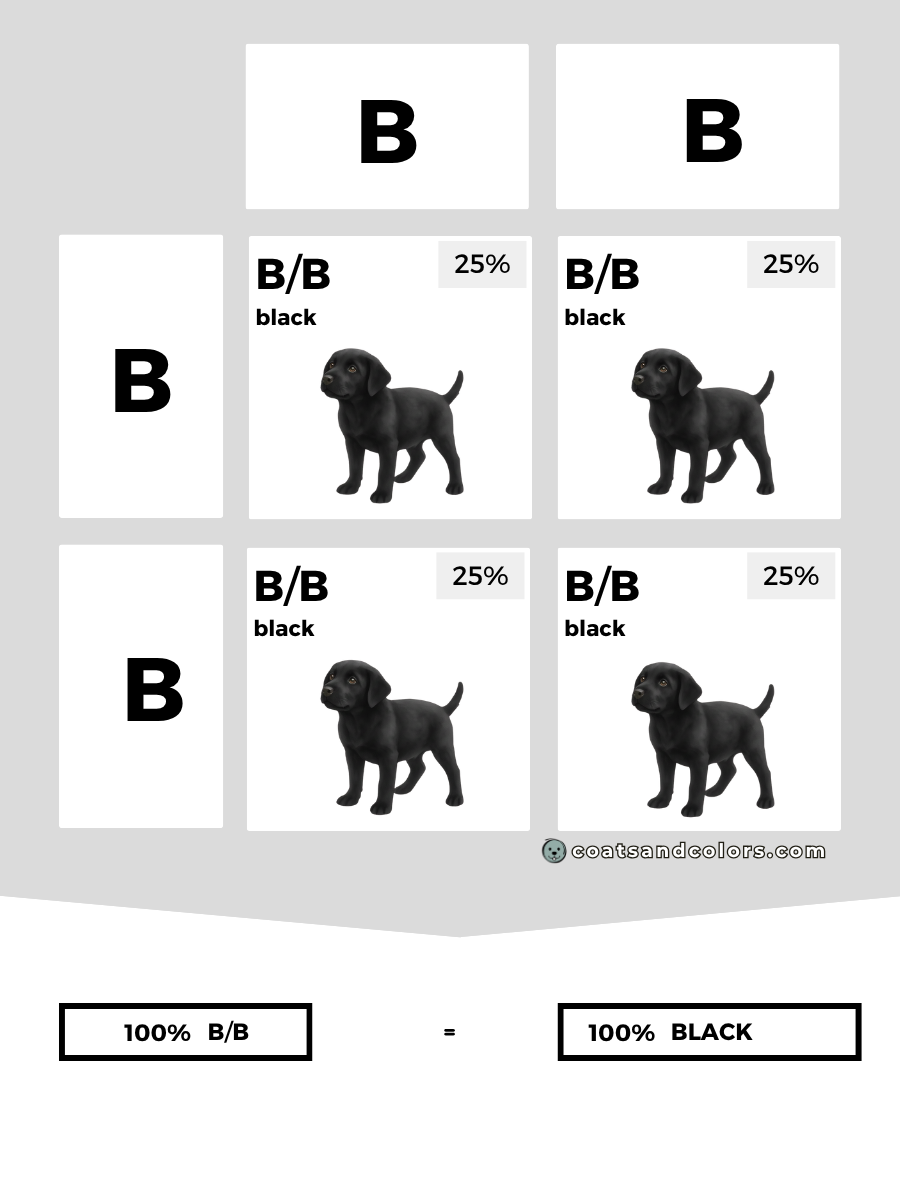 coatsandcolors.com case study breeding Labradors B locus combinations dominant B only
