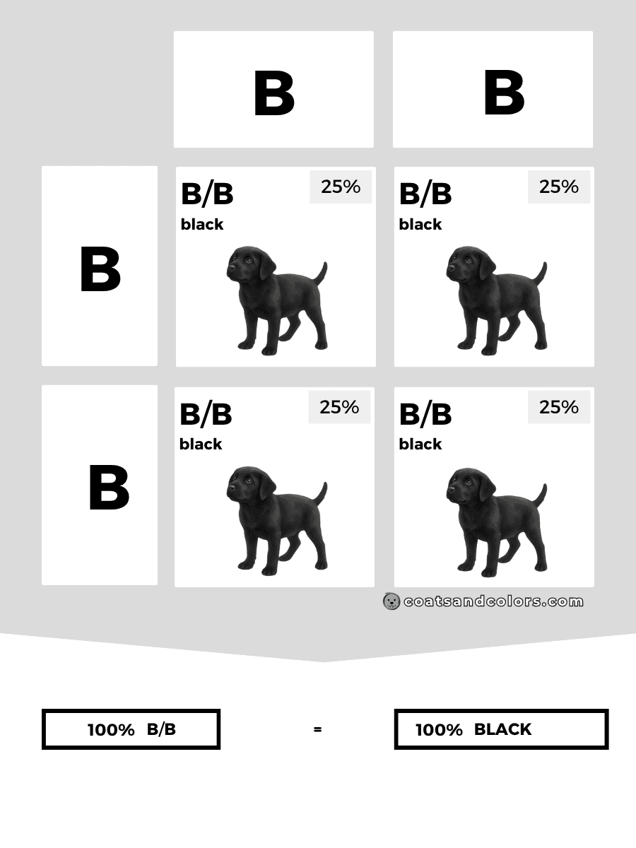 coatsandcolors.com case study breeding Labradors B locus combinations dominant B only