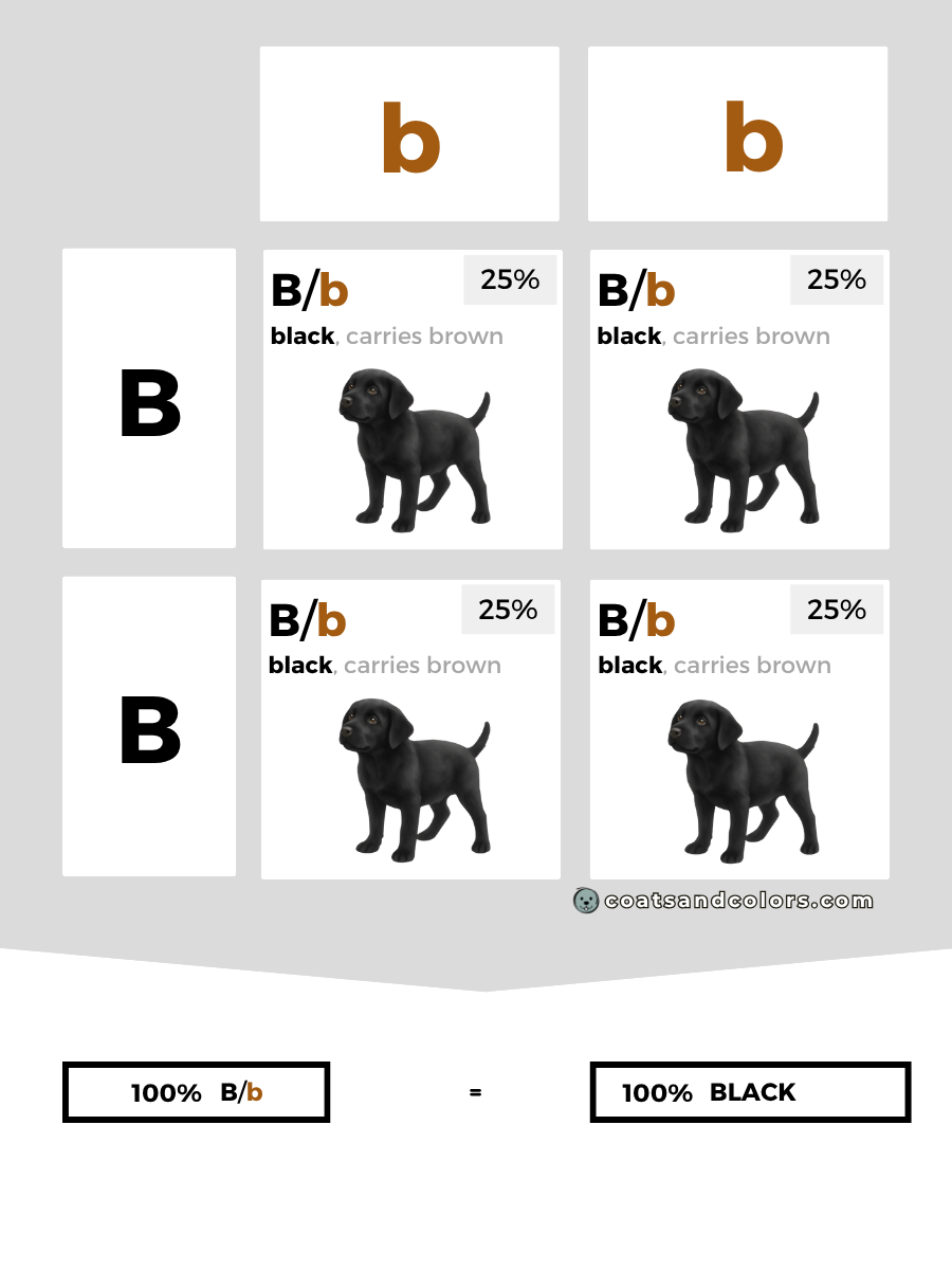 coatsandcolors.com case study breeding Labradors B locus combinations homozygous dom rec 2