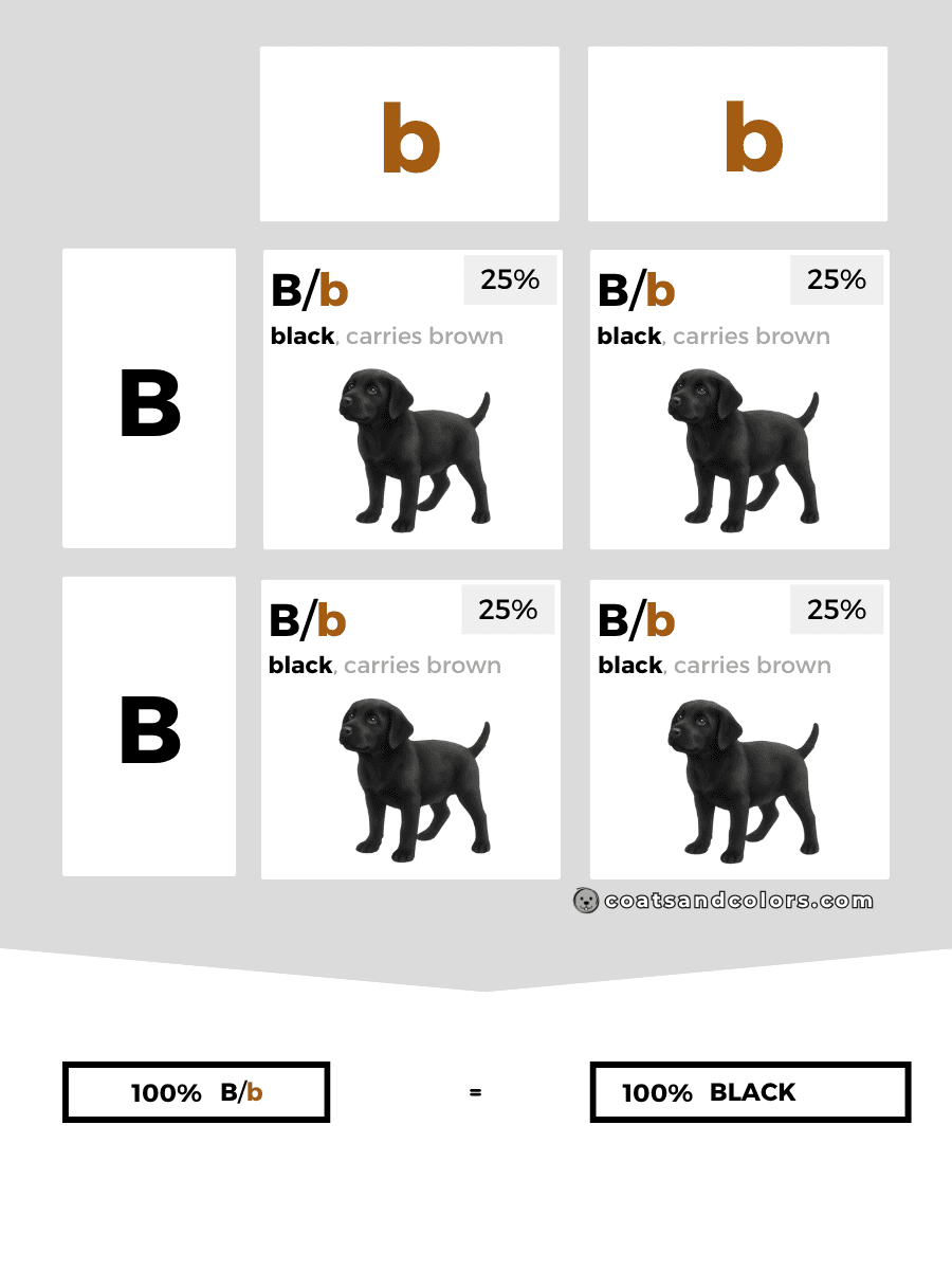 coatsandcolors.com case study breeding Labradors B locus combinations homozygous dom rec 2