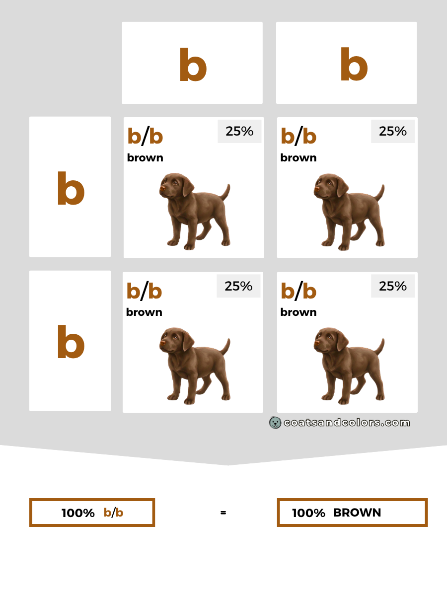 coatsandcolors.com case study breeding Labradors B locus combinations recessive b only