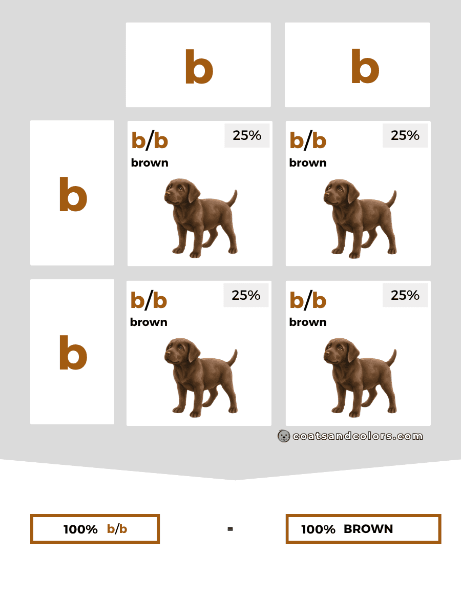 coatsandcolors.com case study breeding Labradors B locus combinations recessive b only