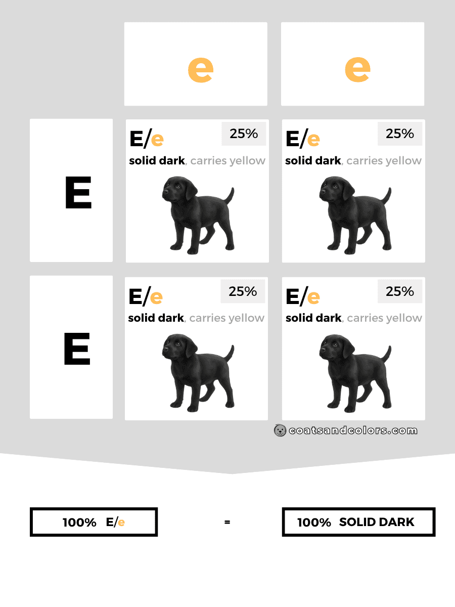 coatsandcolors.com case study breeding Labradors E locus Punnett Squareewrer