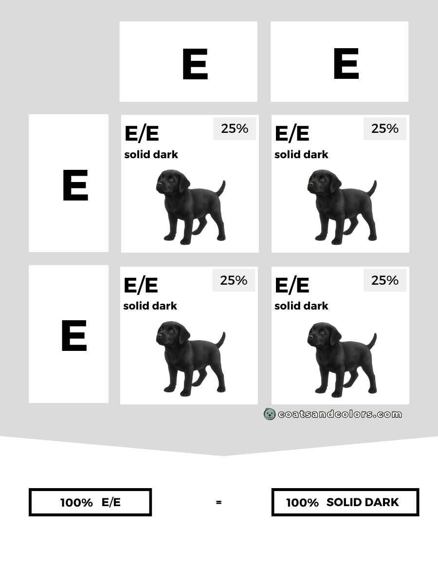 coatsandcolors.com case study breeding Labradors E locus combinations E E