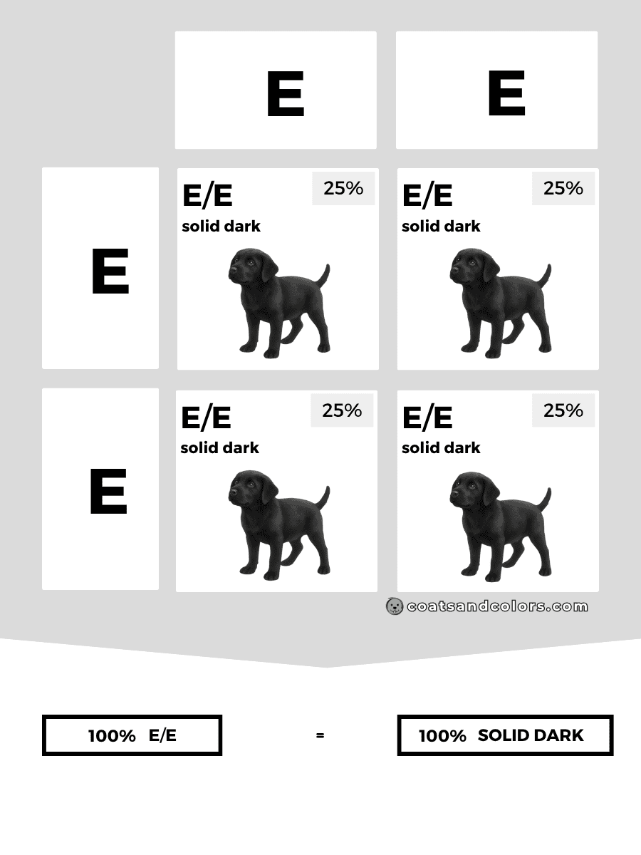 coatsandcolors.com case study breeding Labradors E locus combinations E E
