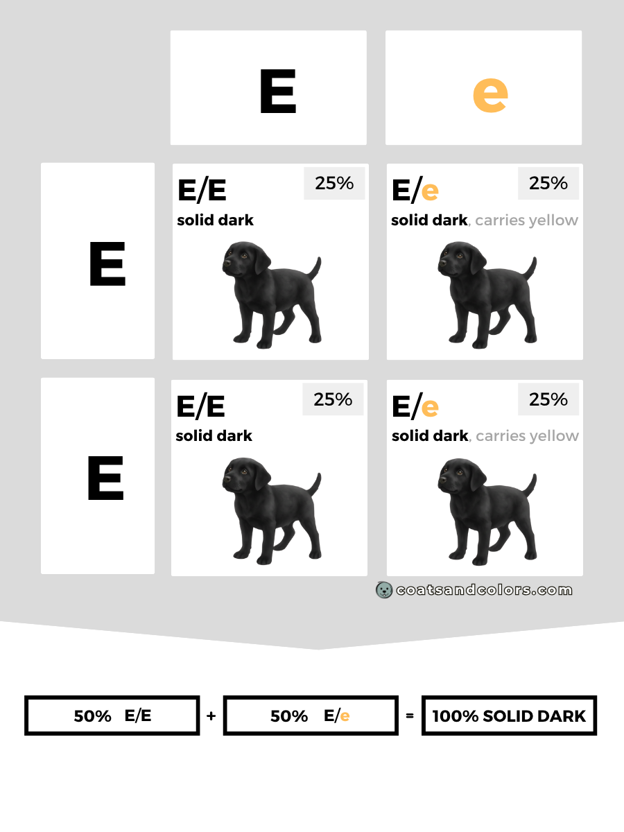 coatsandcolors.com case study breeding Labradors E locus combinations E Ee 2