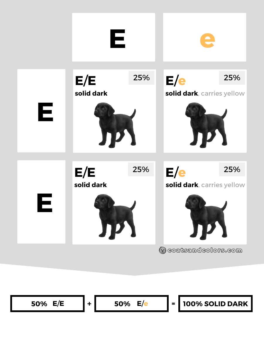 coatsandcolors.com case study breeding Labradors E locus combinations E Ee 2