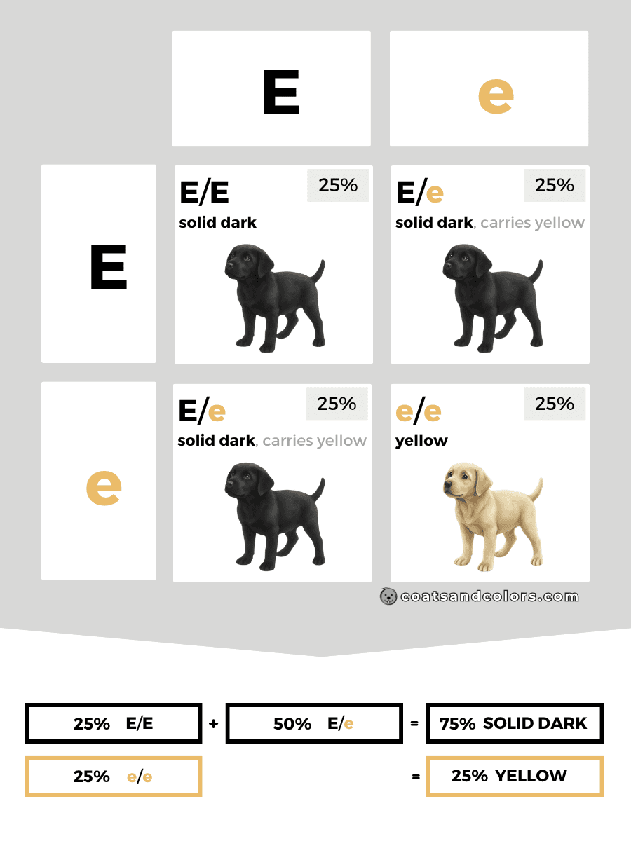 coatsandcolors.com case study breeding Labradors E locus combinations Ee Ee