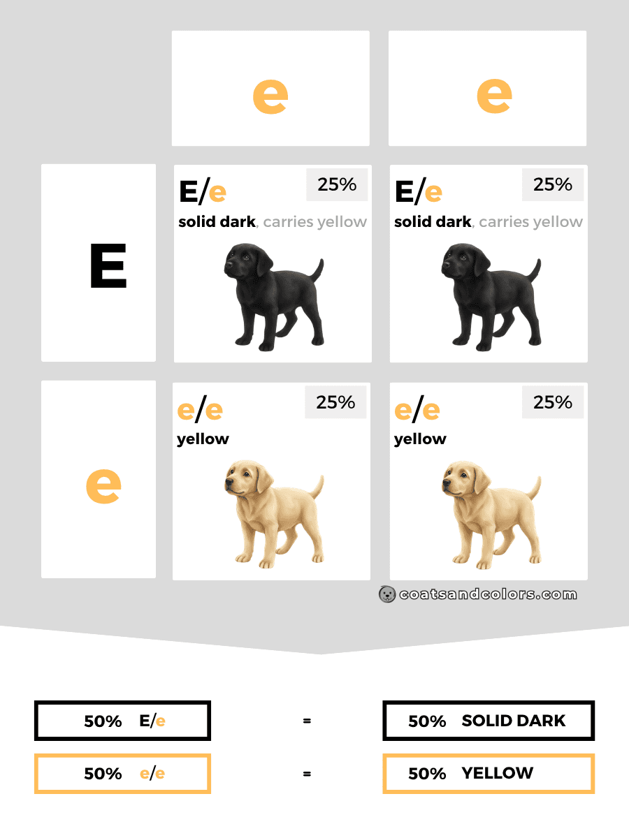 coatsandcolors.com case study breeding Labradors E locus combinations carrier yellow