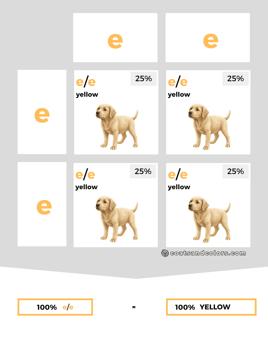 coatsandcolors.com case study breeding Labradors E locus combinations only ee