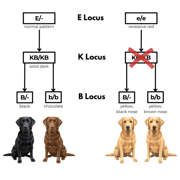 coatsandcolors.com case study breeding Labradors all colors
