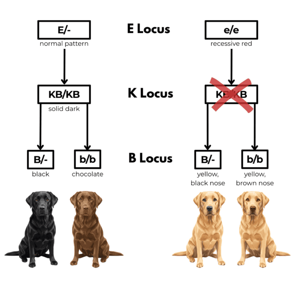 coatsandcolors.com case study breeding Labradors all colors