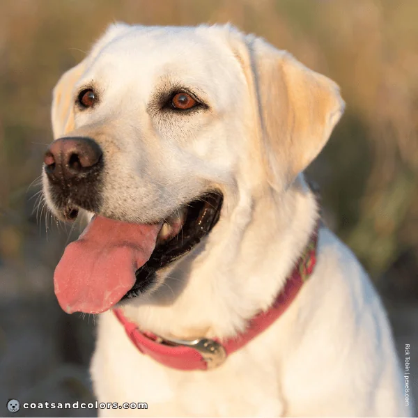 coatsandcolors.com case study breeding Labradors black based yellow