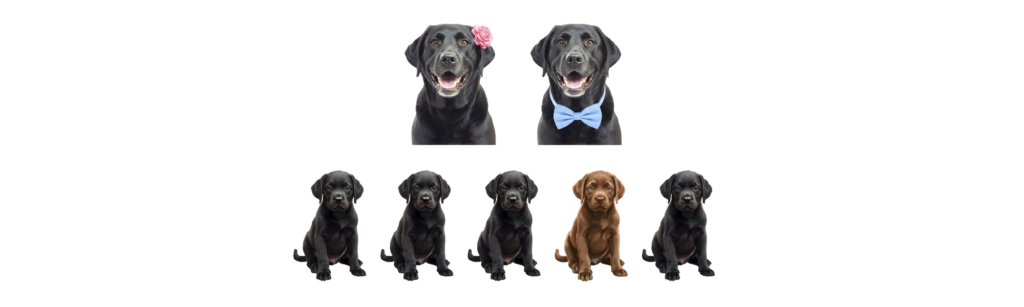 coatsandcolors.com case study breeding Labradors black x black black and brown puppies