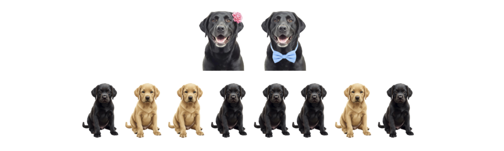 coatsandcolors.com case study breeding Labradors black x black black and yellow puppies