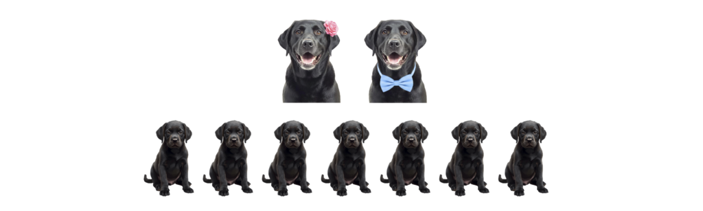 coatsandcolors.com case study breeding Labradors black x black black puppies