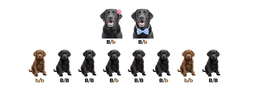 coatsandcolors.com case study breeding Labradors black x black puppy genotypes