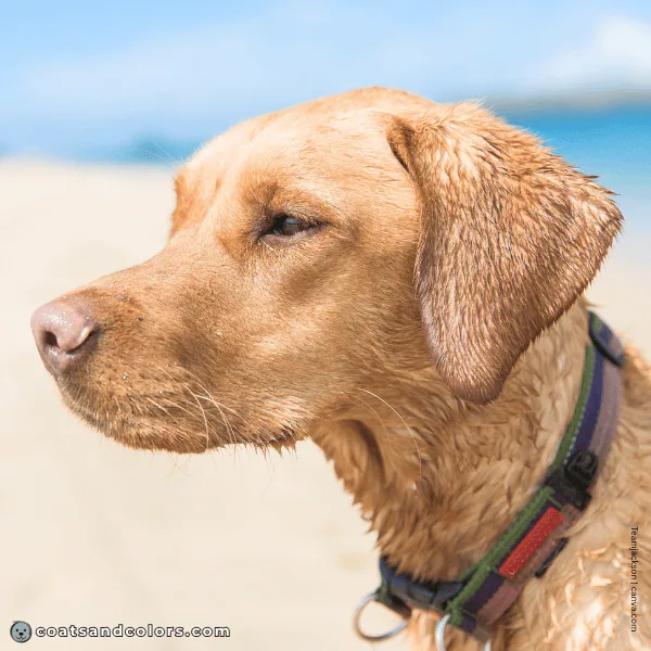 coatsandcolors.com case study breeding Labradors brown based yellow