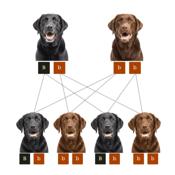 coatsandcolors.com case study breeding Labradors color odds example 2
