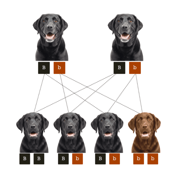 coatsandcolors.com case study breeding Labradors color odds example 2b