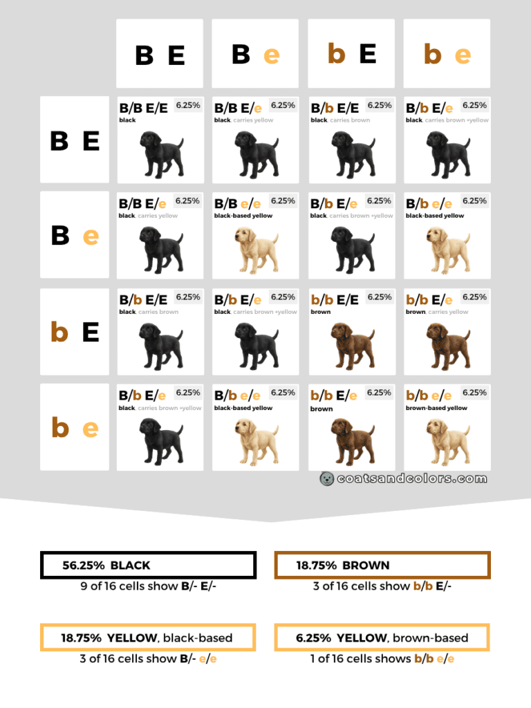 coatsandcolors.com case study breeding Labradors diallelic PS
