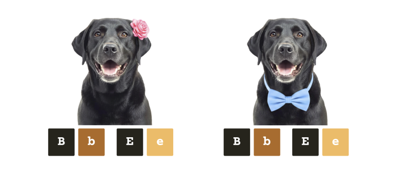 coatsandcolors.com case study breeding Labradors double carriers