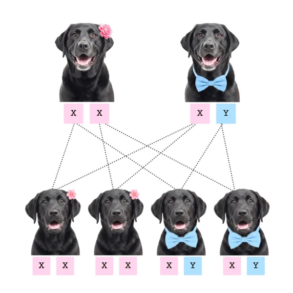coatsandcolors.com case study breeding Labradors gender example 2