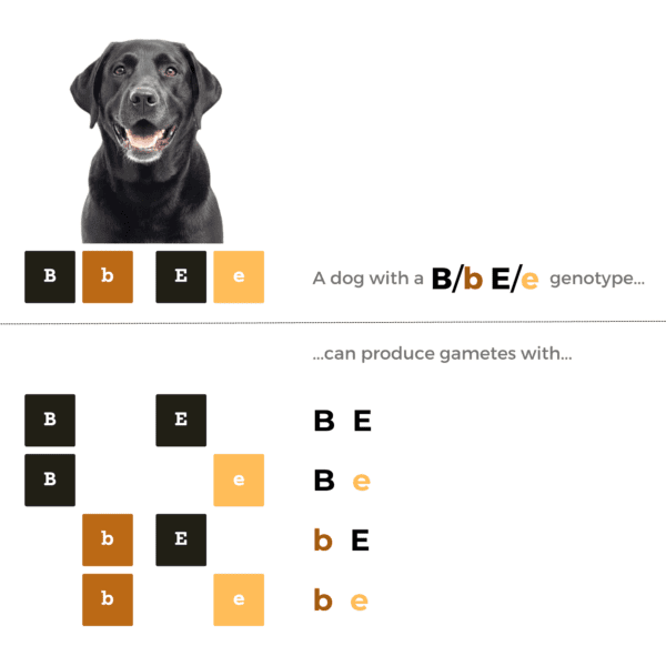 coatsandcolors.com case study breeding Labradors genotype to gametes