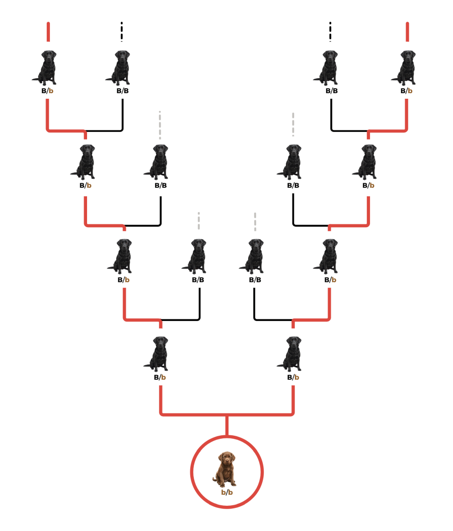 coatsandcolors.com case study breeding Labradors recessive traits carriers surprsie colors
