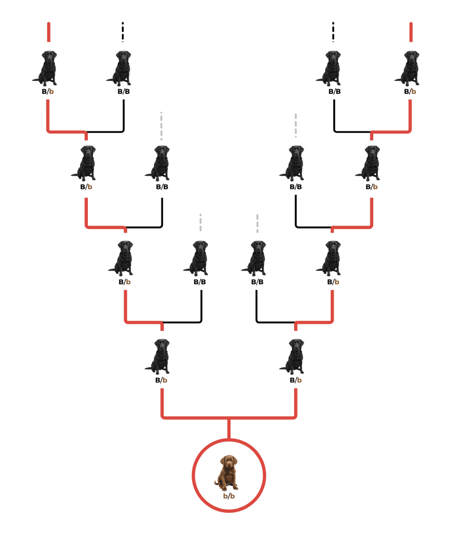 coatsandcolors.com case study breeding Labradors recessive traits carriers surprsie colors