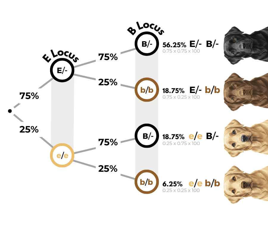 coatsandcolors.com case study breeding Labradors tree diagram 2b